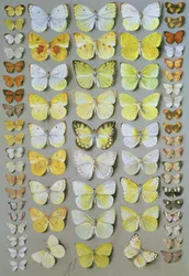 Papillons Papous 1, 1917-18
